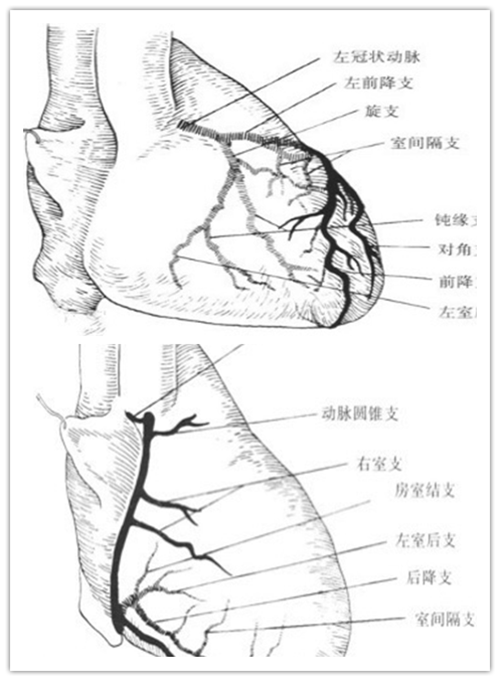 给心血管照个相,和您聊聊冠脉造影的那些事